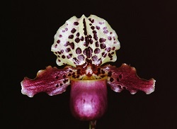 Paph.henryanum ‘Markbeth’