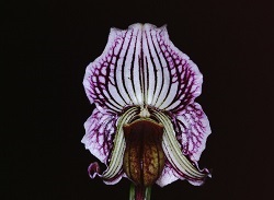 Paph.fairrieanum ‘East River No1’