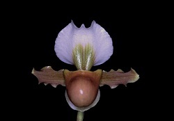 Paph.burbigerum ‘Star Garden’