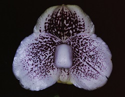 Paph.leucochilum ‘Cape Rock Imperial’