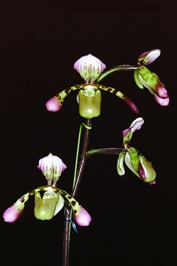 Paph.hainaldianum ‘Cobra’