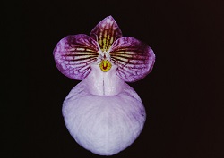 Paph.micranthum ‘Suigen’