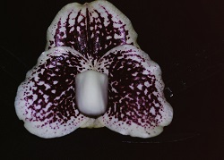 Paph.leucochilum ‘Takane’