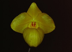 Paph.armeniacum ‘Perfect Goddess’