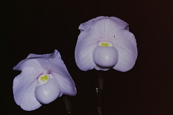 Paph.niveum ‘Y-Nobuku’