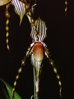 Paph.glanduliferum ‘Sweet Sugar’