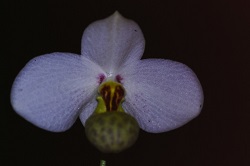 Paph.emersonii ‘Beautiful Dream’