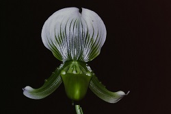 Paph.callosum fma. Sanderae ‘Ruru’