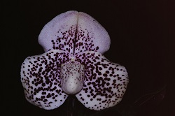 Paph.wenshanense ‘Laputa’