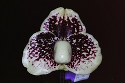 Paph.leucochilum ‘Black Charm’