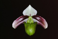 Paph.violascens ‘Star Garden’