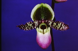 Paph.liemianum ‘Suigen’