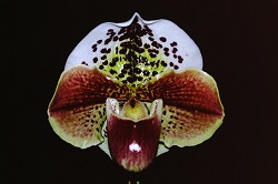 Paph.Virginia City ‘Kagawa Spot’