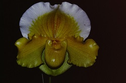 Paph.Gold Nugget ‘Majestic’