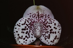 Paph.wenshanense ‘Pink Applause’