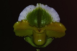 Paph.Valerie Tonkin ‘Blumen Insel’