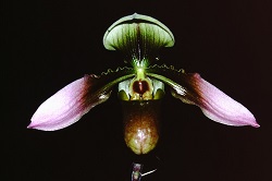 Paph.robinsonii ‘Nice Star’