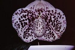 Paph.Otogozen ‘Todoroki’