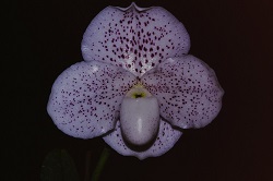 Paph.Pacific Star ‘Oza’