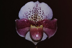 Paph.Torch Amanda ‘Pink Lady’