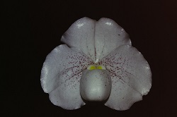 Paph.niveum ‘M. Nobuko’