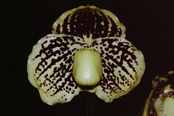 Paph.leucochilum ‘Goyu’