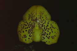 Paph.wenshanense ‘Kei Furukawa’