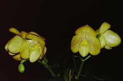 Paph.concolor ‘Moon Light’