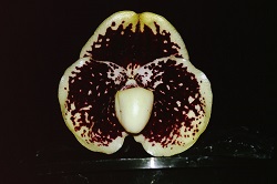 Paph.leucochilum ‘Dark Red’