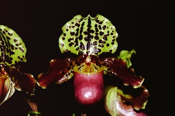 Paph.henryanum ‘Macbeth’