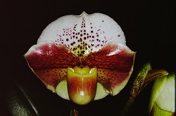 Paph.Torch Amanda ‘Rosy Charm’