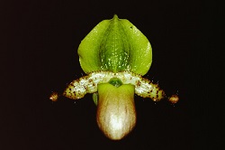 Paph.primulinum var. purpurascense ‘Oka’