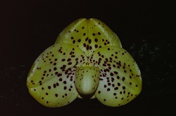 Paph.wenshanense ‘Moving Castle’