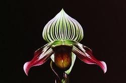 Paph.urbanianum ‘Smile of Goddess’