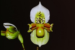 Paph.exul ‘Cape Rock’