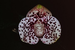 Paph.bellatulum ‘Suigen-Kana’