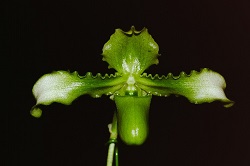 Paph.esquirolei f. album ‘Wan Chiao #1’