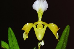 Paph.villosum f. aureum ‘Yellow Submarine’