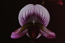 Paph.callosum ‘Smile of Goddess’ 