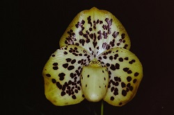 Paph.wenshanense ‘Chocolate Chips’