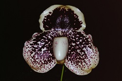 Paph.leucochilum ‘Black Stone’