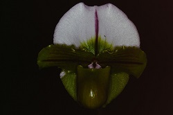 Paph.Hamana Spaice ‘Kimiko’