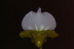 Paph.charlesworthii f. album ‘Smile of Angels’