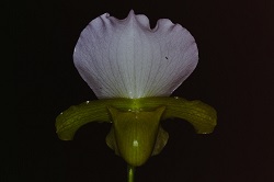 Paph.charlesworthii f. album ‘Yashima’