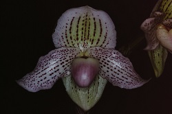 Paph.Sweet Sato ‘Hibridge’