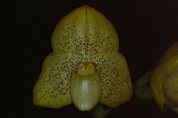 Paph.concolor ‘Bobby’