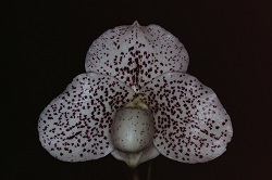 Paph.Birth of Soya ‘Applause’