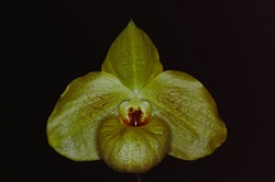 Paph.Norito Hasegawa ‘Yellow Hat’