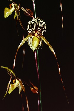 Paph.Saint Swithin ‘Yashima’