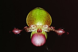 Paph.moquettianum ‘In-Charm’